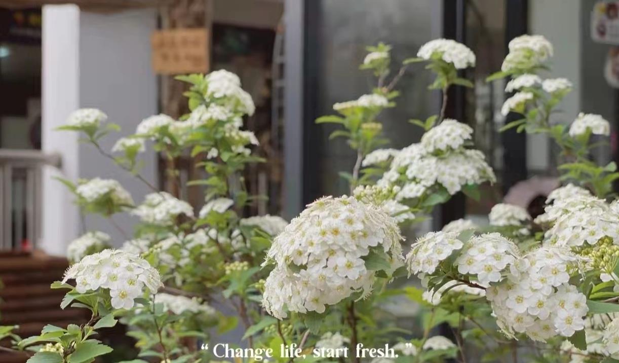 藍炬星集成灶美好春天